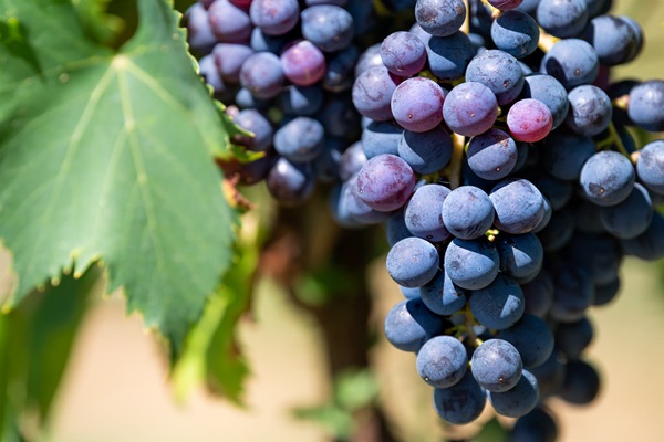 Garden-Center-Images/Berries-and-Grapes.jpg